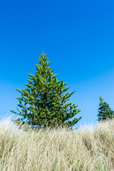 Obraz premium Norfolk pine trees at the beach