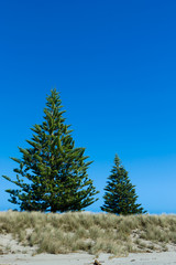 Norfolk pines at the beach