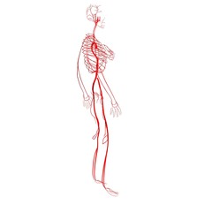 3d illustration of human body Circulation system