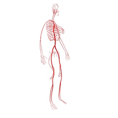 3d illustration of human body Circulation system