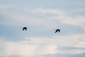 Obraz premium Black-winged Stilt in wetlands Thale Noi, one of the country's largest wetlands covering Phatthalung, Nakhon Si Thammarat and Songkhla ,South of THAILAND.
