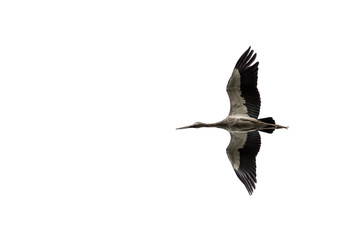 flying Open-billed stork, Asian openbill isolated on white background