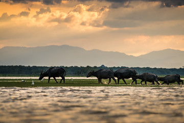Fototapeta na wymiar Water buffaloes in wetlands Thale Noi, one of the country's largest wetlands covering Phatthalung, Nakhon Si Thammarat and Songkhla ,South of THAILAND.