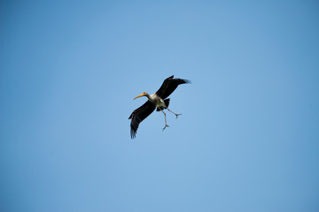 Fototapeta na wymiar Flying Lesser adjutant stork with blue sky background