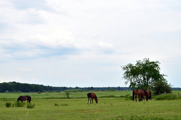 Pferdekoppel in Brandenburg