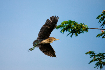 flying heron bird