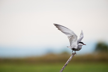 Little Tern in wetlands Thale Noi, one of the country's largest wetlands covering Phatthalung, Nakhon Si Thammarat and Songkhla ,South of THAILAND.