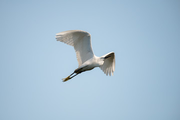 flying heron bird