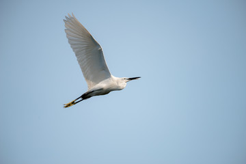 flying heron bird