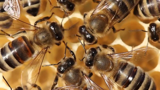 Bees build honeycombs. Work in a team.  Bees build honeycombs.