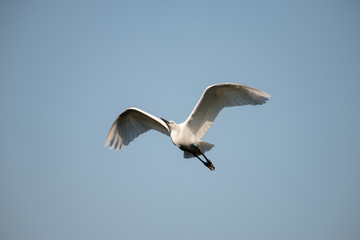 Fototapeta na wymiar flying heron bird
