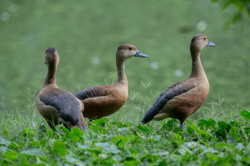 Lesser Whistling Duck