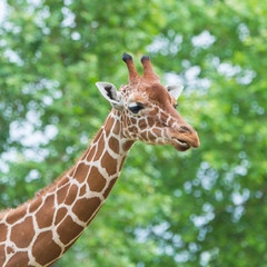     Giraffe, funny face, profile