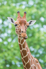      Giraffe, funny face