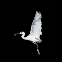 Obraz premium latający ptak czapla