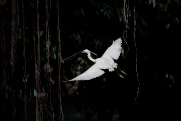 flying heron bird