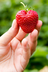Young adult woman holds in hand fresh sweet strawberry