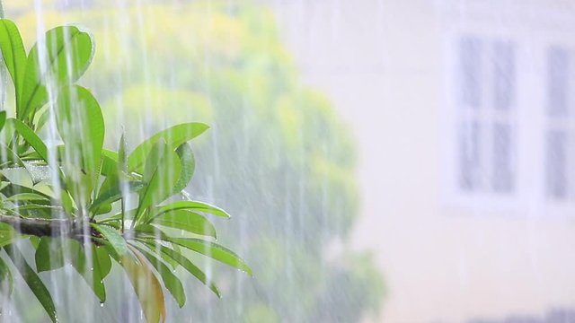 heavy raining in rainy season