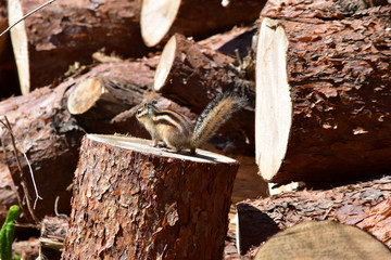 切り株に立つシマリスの後姿