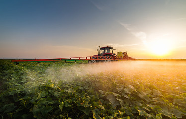 Tractor spraying vegetable field at spring