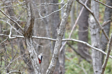 遠くを見る早春のアカゲラ