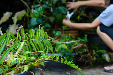 people Hold knives Cut branches in garden