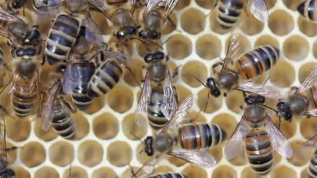 Active work of bees.
Bees build honeycombs. Work in a team.
