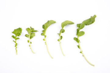 Fresh radish leafs on the white background.