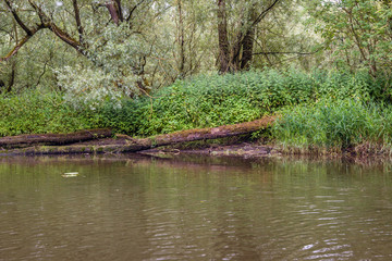 Fototapeta na wymiar Wild nature on the banks of a small creek