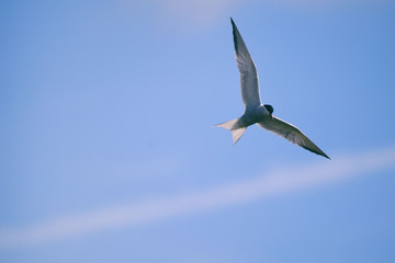 Common tern soaring in flight with out stretched wings