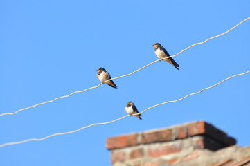 Fototapeta premium Swallows sitting on wires and rest against the blue sky. Swallow bird in natural habitat