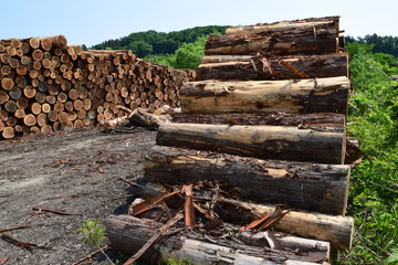 切り出された杉の丸太