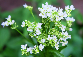 White horseradish flowers in the inflorescence.