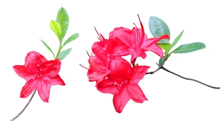 Fototapeten Azalee Flowering branches of red rhododendron isolated on white background.  © Ollga P