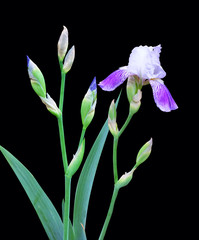 Purple iris with flowers, buds and stem isolated on a black background.