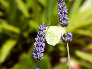 green butterfly