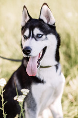 Black and white Siberian husky sitting on a mountain on the background of lakes and forests. The dog on the background of natural landscape.