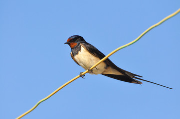 Swallows sitting on wires and rest against the blue sky. Swallow bird in natural habitat