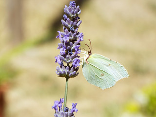 green butterfly