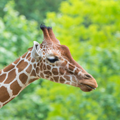      Giraffe, funny face, profile