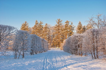 Snow-covered winter park on a sunny day
