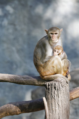 Image of mother monkey and baby monkey sitting on a tree branch.