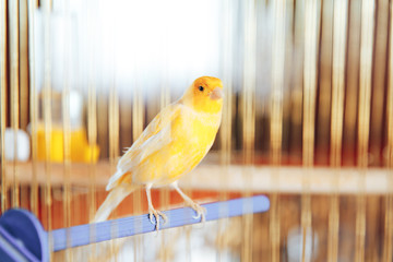 beautiful yellow Canary in a Golden cage