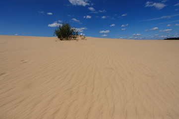 Sand Dunes in the Netherlands