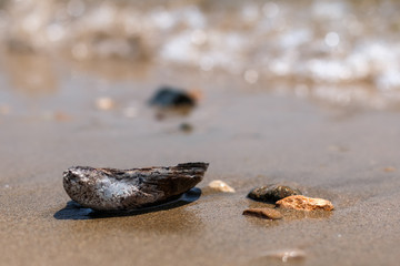 Cockleshells on the seashore