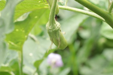 Obraz premium Young egg plants freshness on tree