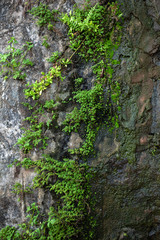 Stone covered with moss and green plants