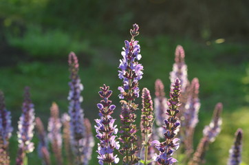 Цветущий шалфей пустынный Salvia deserta