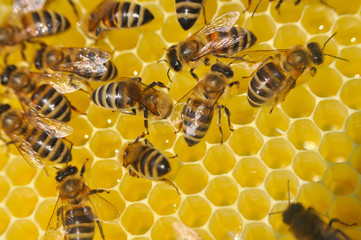 Honey bees in a beehive on honeycomb. Close up of honey bee in honeycomb. Swarm of bee worker in a beehive