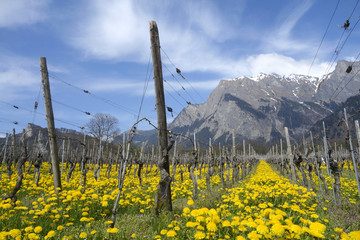 Weinanbaugebiet in der Lombardei
